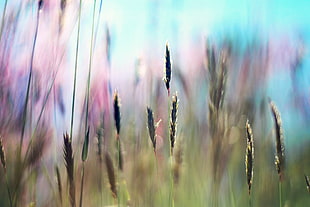 shallow focus photography of wheat grains HD wallpaper